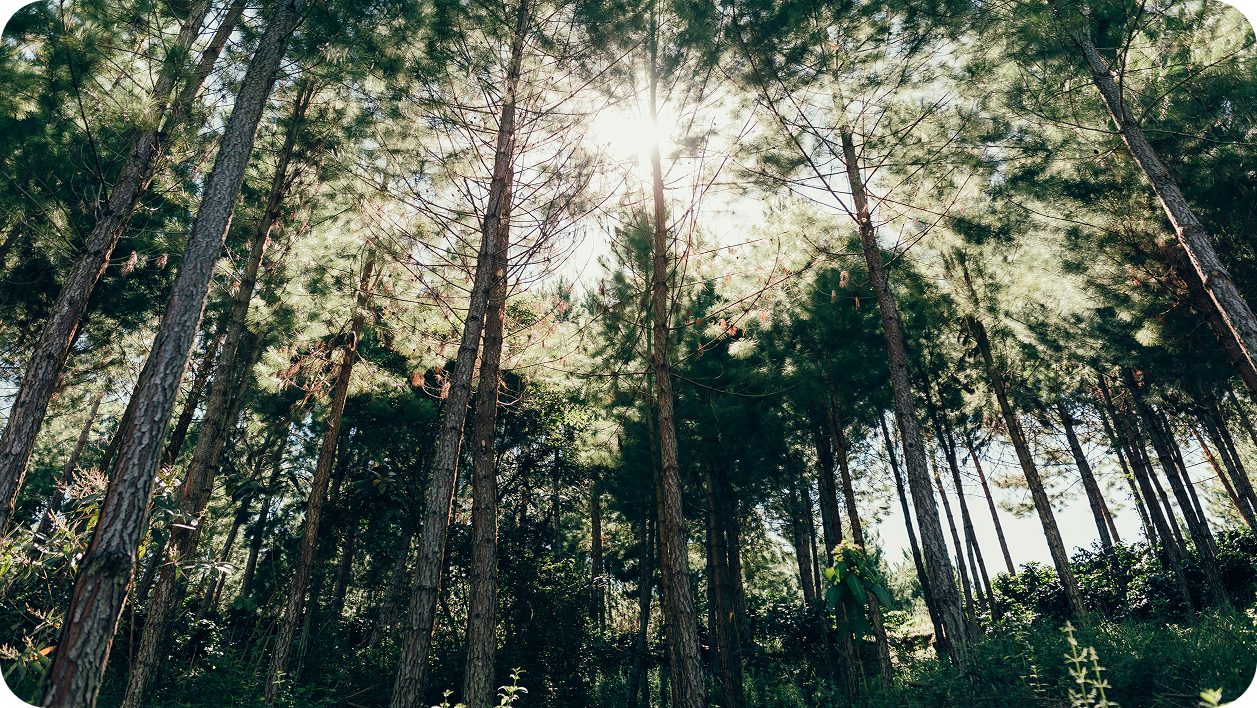 Bosque de sombra de la parcela